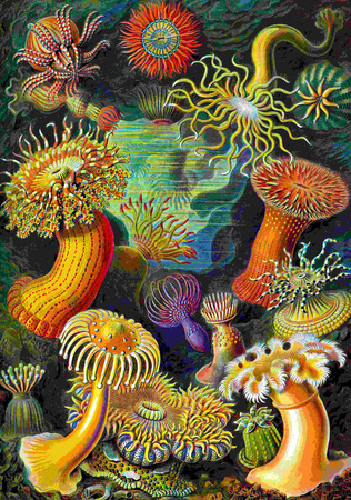 Puzzle 1000 Imagination  Ernst Haeckel Sea Anemones Stworzenia morskie