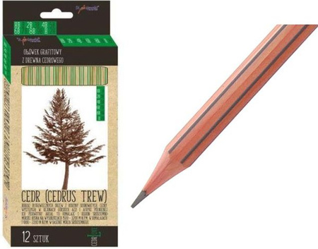 Ołówki z drewna cedrowego mix 12 sztuk