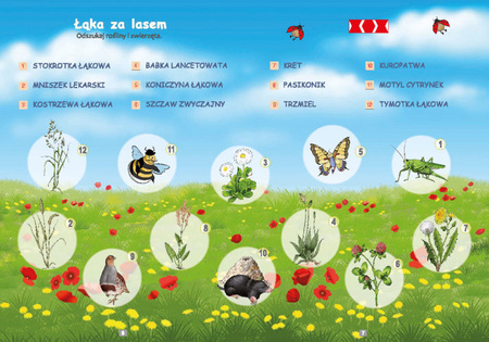 PUS To już potrafię 4 Ćwiczenia utrwalająco sprawdzające dla dzieci w klasach II-III