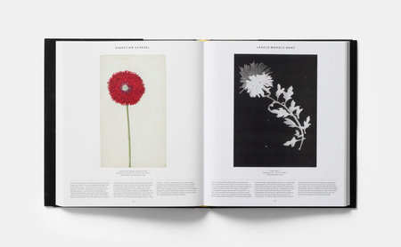 Plant. Exploring the Botanical World wer. angielska