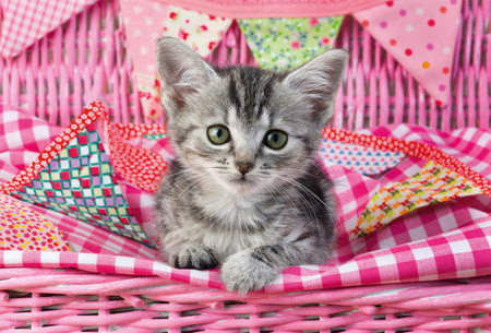 Puzzle 3 x 48 Najsłodsze zwierzątka 112713