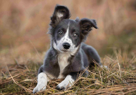 Kalendarz 2026 Psy KA-2