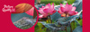 Puzzle 500 CherryPazzi Pink Lotus Flowers 20012