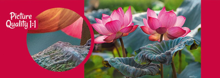 Puzzle 500 CherryPazzi Pink Lotus Flowers 20012