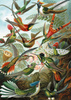 Puzzle 1000 Haeckel Kolibry