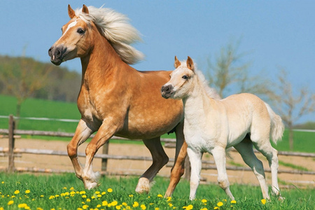 Puzzle 2 x 26 + 2 x 48 W walizce Love Konie 104964