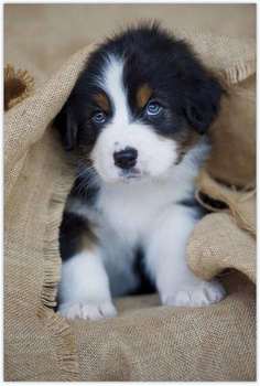 Diamentowa Mozaika Piesek w płótnie NO-1008125