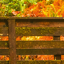 Puzzle 1000 CherryPazzi Silky Smooth 30615