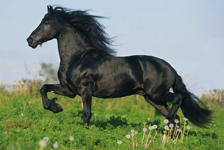 Puzzle 2 x 26 + 2 x 48 W walizce Love Konie 104964