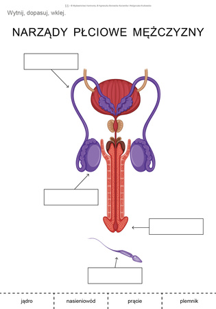 Dojrzewanie Materiały dla uczniów ze specjalnymi potrzebami edukacyjnymi