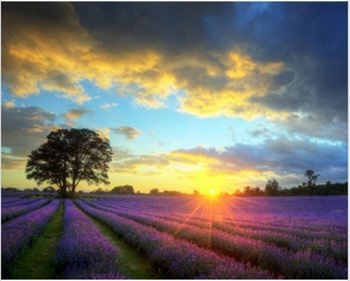 Diamentowa Mozaika Wschód słońca nad lawendowym polem NO-1008681
