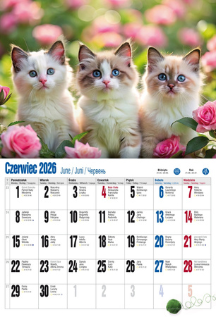 Kalendarz 2026 ścienny albumowy Kocie fanaberie KSA V2