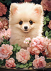 Puzzle 300 Pomeranian Puppy in Roses B-030552