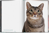 Walter Chandoha. Cats. Photographs 1942-2018 wer. angielska