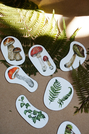 Magnesy Leśne botaniczne