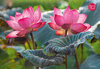 Puzzle 500 CherryPazzi Pink Lotus Flowers 20012