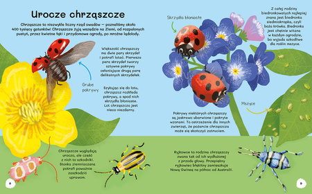 Ile kropek ma biedronka? Wiem wszystko o owadach
