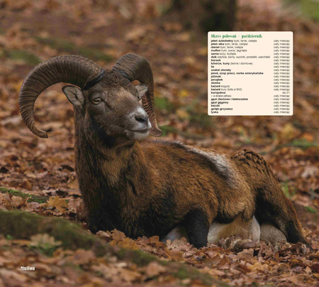 Kalendarz 2026 Łowiecki z przepisami KAD-4