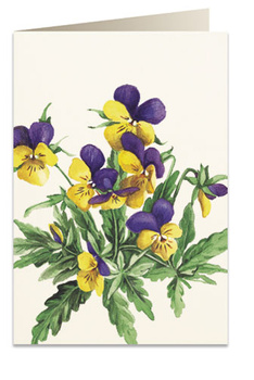 Karnet B6 koperta 8036 Bratki