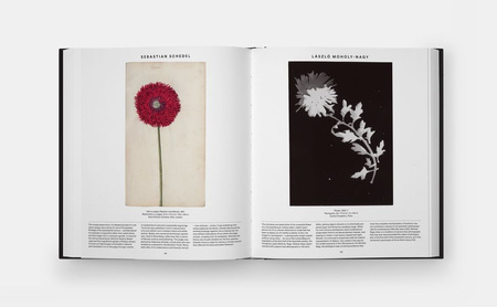 Plant. Exploring the Botanical World wer. angielska