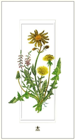 Karnet DaVinci 12x23 Mlecze G06 42A 325