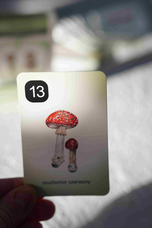 Karty Piotruś Przyroda w lesie