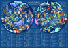 Puzzle 200 Mapa nieba młodego odkrywcy