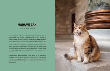 City Cats of Istanbul