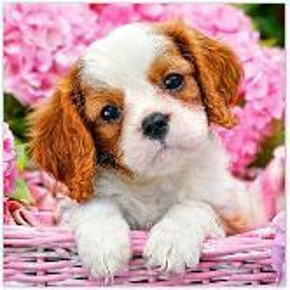 Diamentowa Mozaika Piesek w koszu NO-1008286