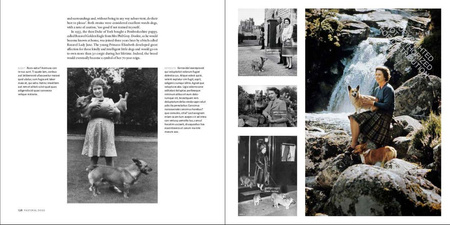 Country Life's. Book of Dogs