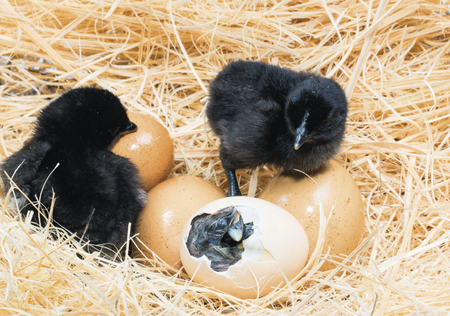 Co się za chwilę może stać? Ćwiczenia rozwijające myślenie przyczynowo-skutkowe