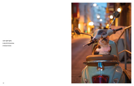 City Cats of Istanbul