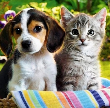 Diamentowa Mozaika Piesek z kotkiem NO-1005270