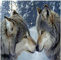 Diamentowa mozaika dwa wilki zimowy las NO-1008519
