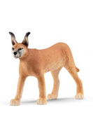 Samica Karakala SLH14867