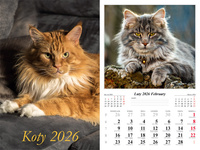 Kalendarz 2026 ścienny 7-k Koty
