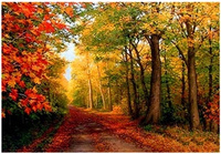 Diamentowa Mozaika Las jesienna ścieżka NO-1007770