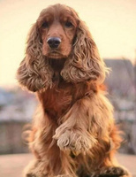 Diamentowa Mozaika Pies Cocker Spaniel na tle zachodu słońca NO-2003117